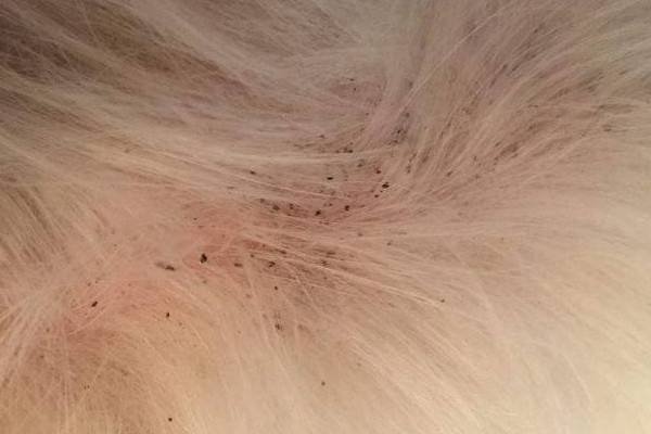 跳蚤的寿命有多长