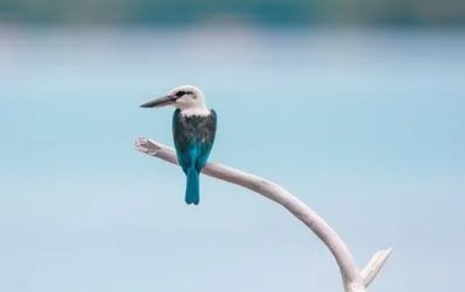 鸟立枝头的意境有哪些?