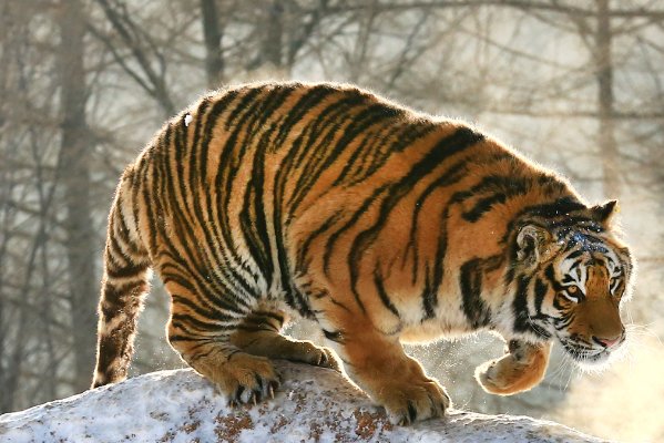 前门后门成语怎么说