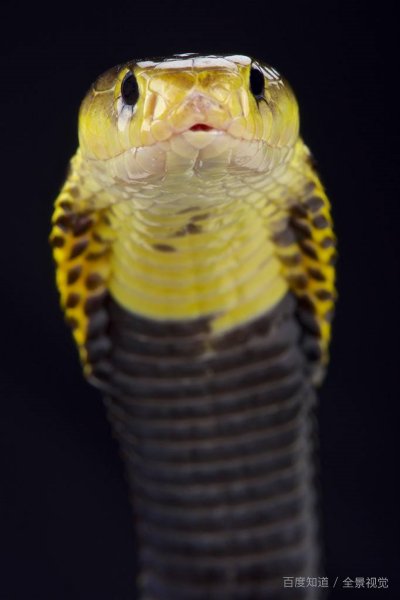 网传新乐市800条眼镜蛇出逃，此事实际上是什么情况？