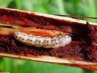 条螟的防治方法