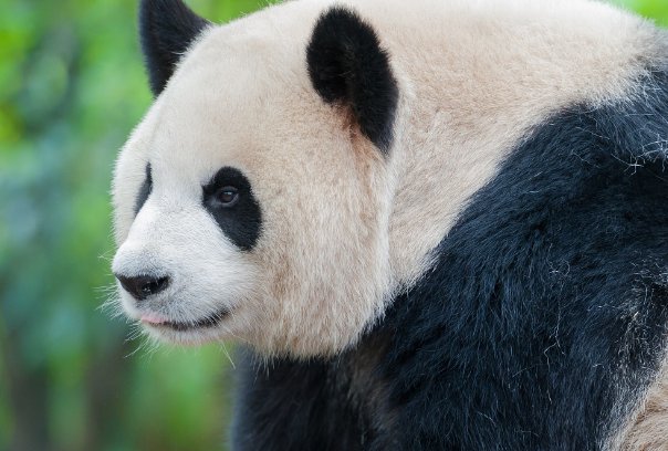 熊猫是我国国宝，网上熊猫吃人案到底是真是假？