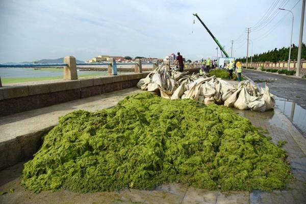 青岛浒苔可能会长期存在于近海，什么是浒苔？