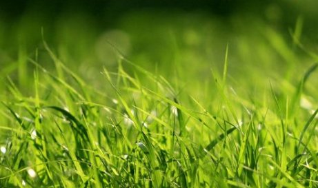 小草有哪些精神