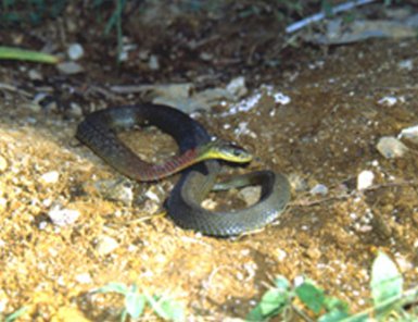 对于13岁男孩网购宠物蛇被咬进ICU一事，你怎么看？