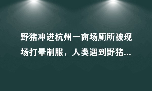 野猪冲进杭州一商场厕所被现场打晕制服，人类遇到野猪该如何自保