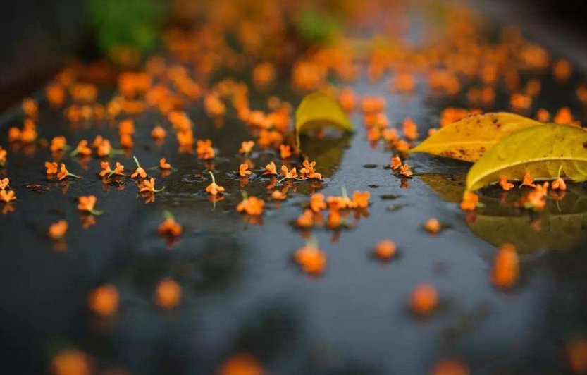 作者看到桂花飘落时心情是怎样的？