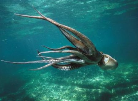 WQ是什么的缩写？