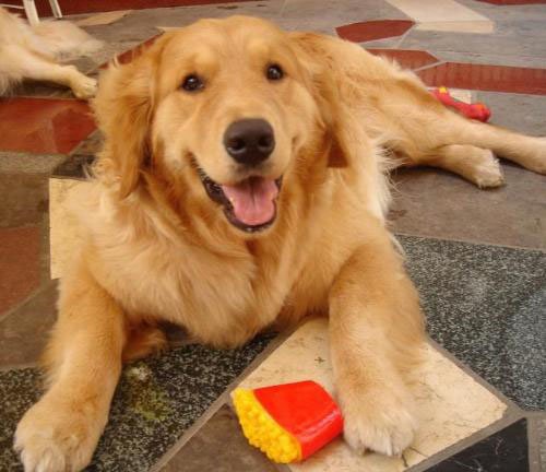 淘气小麻烦里的宙斯是什么狗