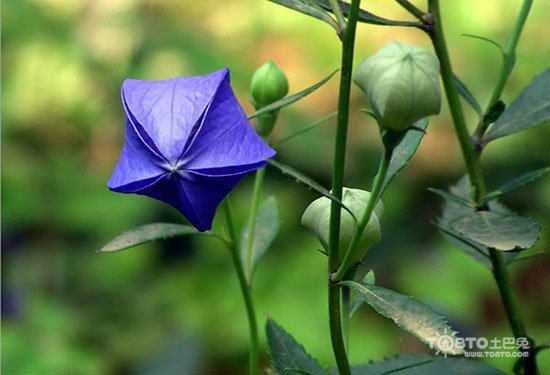 桔梗花的传说是什么？关于什么的呢？