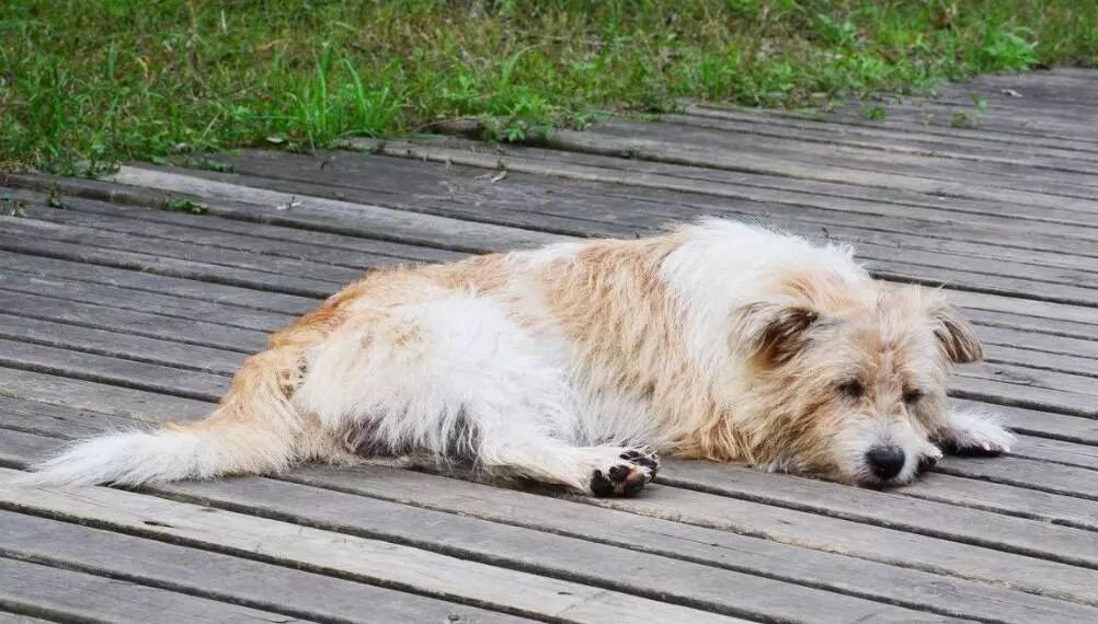 曝江西学校流浪狗校内遭虐打，此事背后的真相到底是什么？