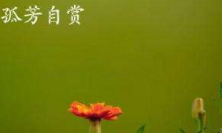 杨小壮的孤芳自赏表达了什么