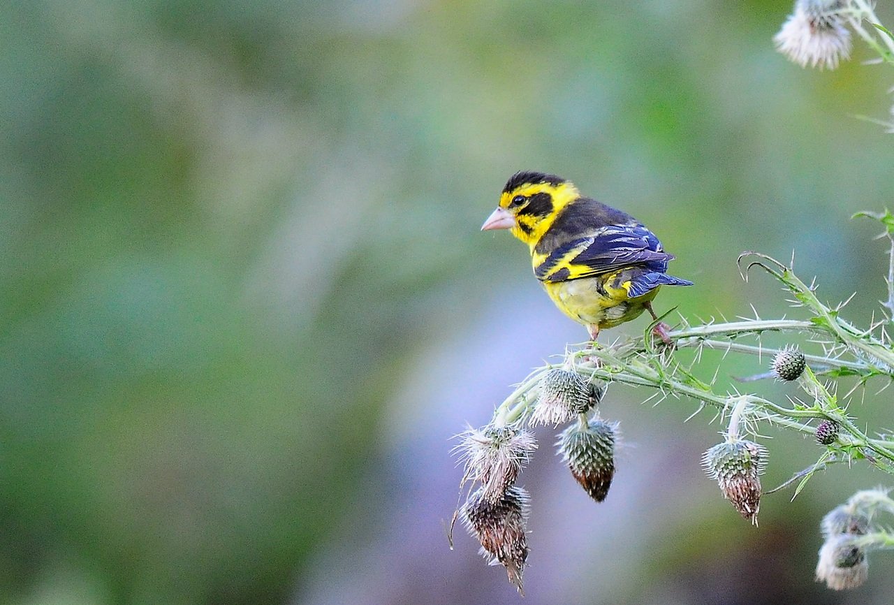高山金翅雀的介绍