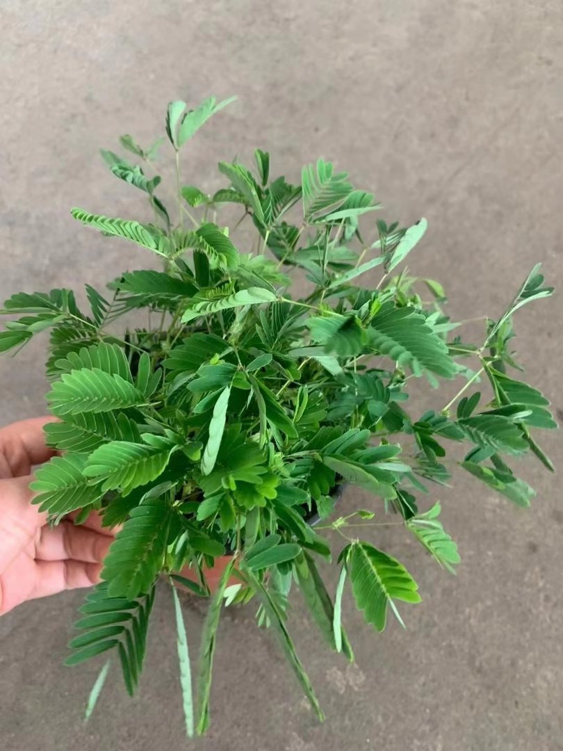 含羞草的含义和寓意