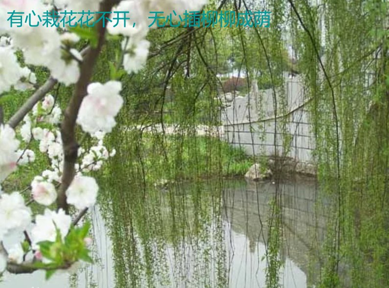 有心栽花花不开，无心插柳柳成荫。的意思？