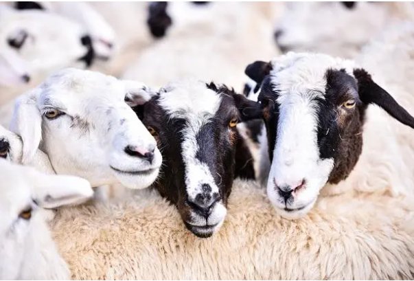 盛筵必散是指什么动物