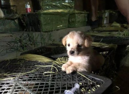 什么是宠物盲盒