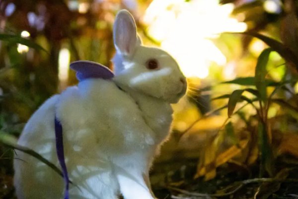 面目全非的动物打一生肖