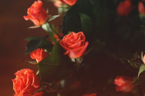 20朵玫瑰花语是什么意思