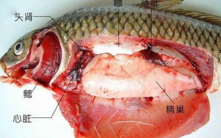 请说出鱼的心脏长在哪？