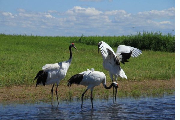古人常用松鹤延年图祝寿，鹤是生长在？