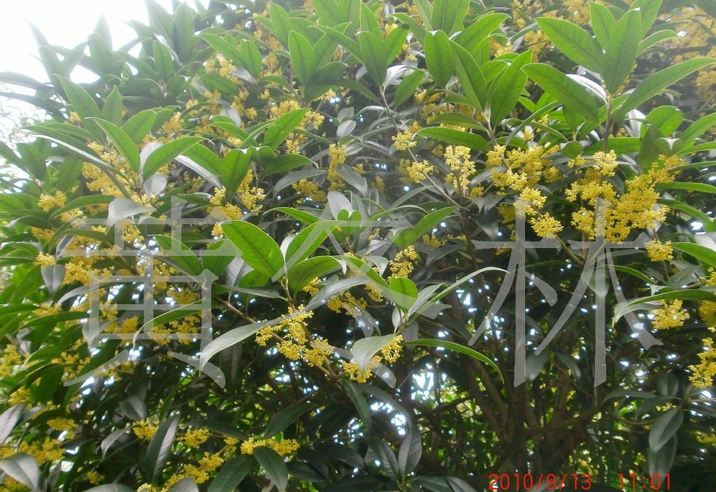 速生金桂的生态习性