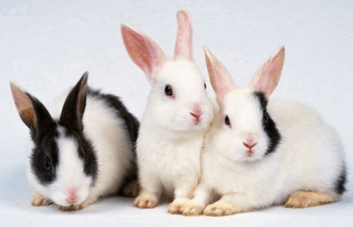 春天太阳代表什么动物