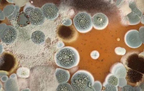 俄媒：美军正输掉与霉菌的“战斗”，霉菌的破坏力有多强？