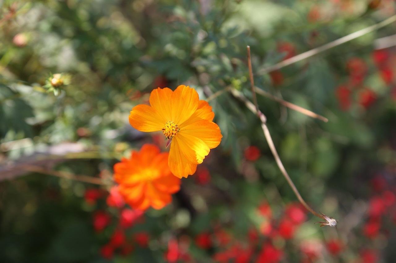 准新郎和“灰鸽子”，为了监控爱情吗?