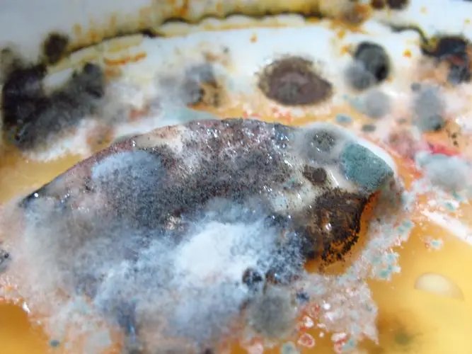 俄媒:美军正输掉与霉菌的“战斗”,霉菌的破坏力有多强?