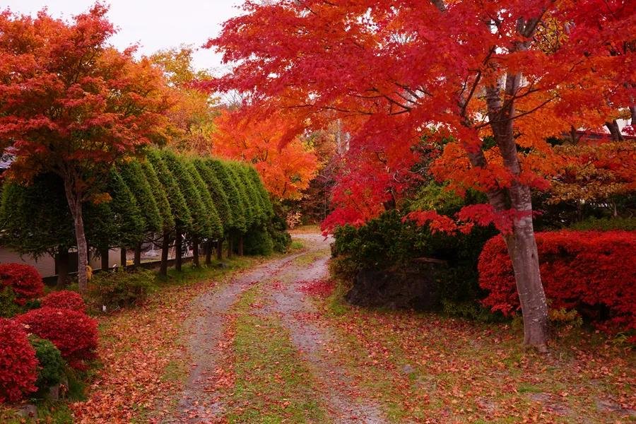 停车坐爱枫林晚，霜叶红于二月花的全诗
