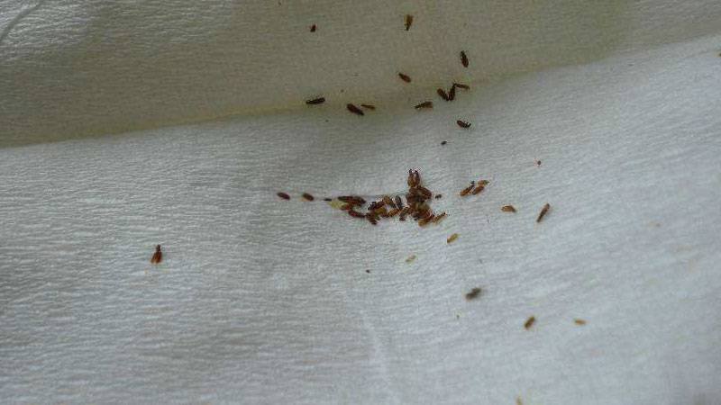 跳蚤的寿命有多长