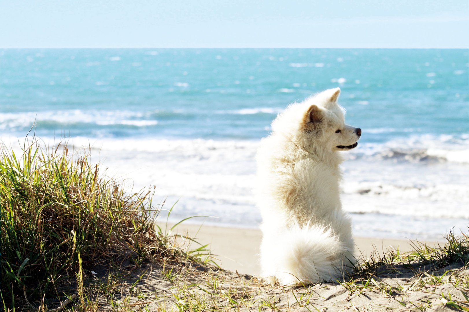 秋田犬蓬夫的影片评价