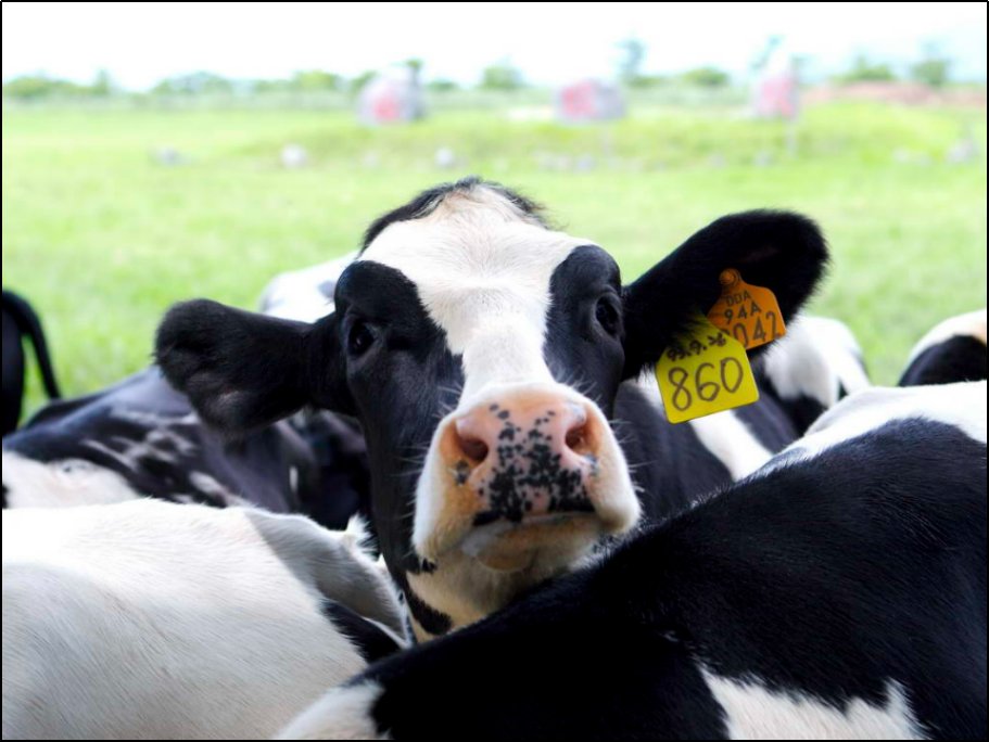 在牛的眼里可以看到什么颜色