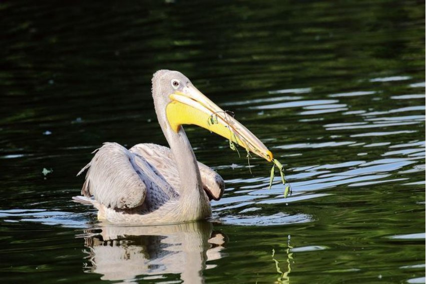 叼的拼音和意思