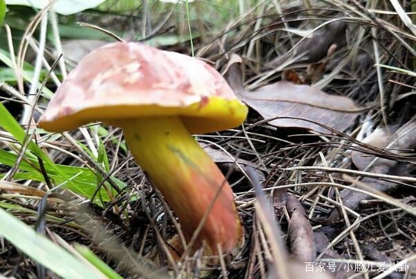 云南女子连捡大型野生菌，超大野生菌，真的能吃吗？