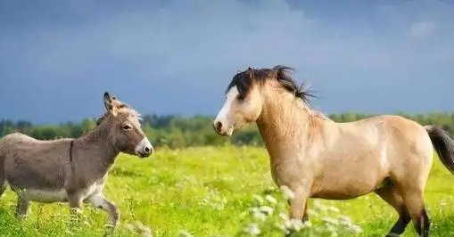 马的长还是驴的长？