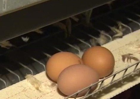 韩国鸡蛋价格暴涨，这是否属于一种正常的现象呢？