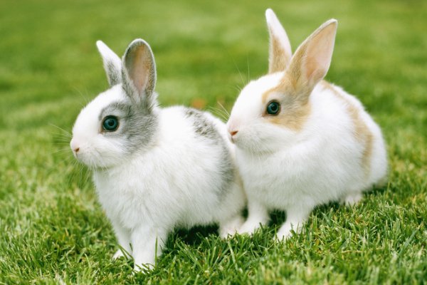 面目全非的动物打一生肖