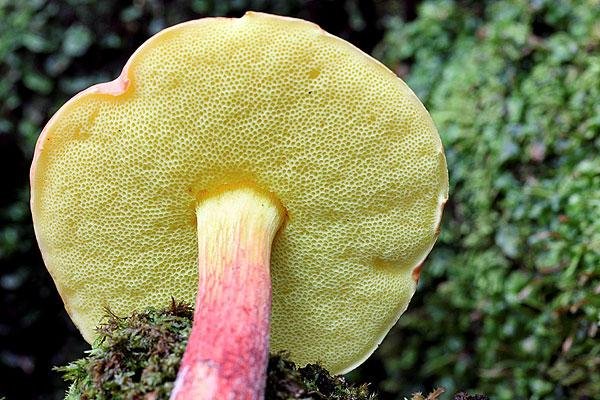 世界最大蘑菇长了2800多年，现在已经多大了？