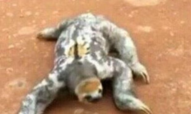 水猴子是树懒吗，水猴子为什么要拉人下水？