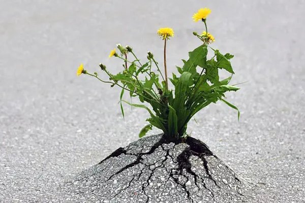 绝处逢生指动物是什么