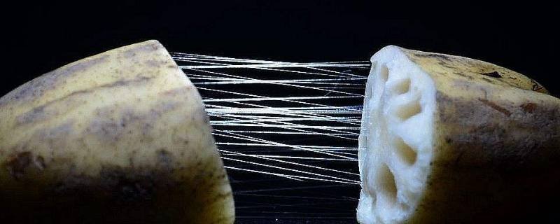 藕断丝连的丝有什么作用