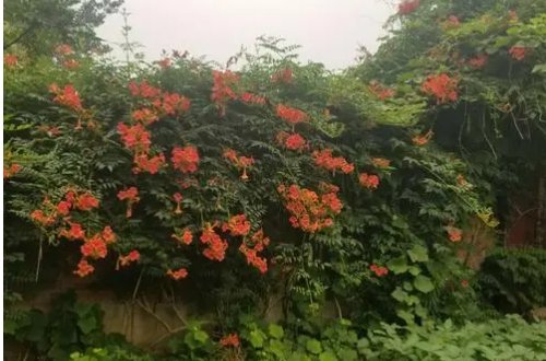 冬青树上挂凌霄什么意思