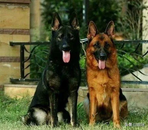 2019年德国牧羊犬幼犬价格多少钱？为什么？如何养？