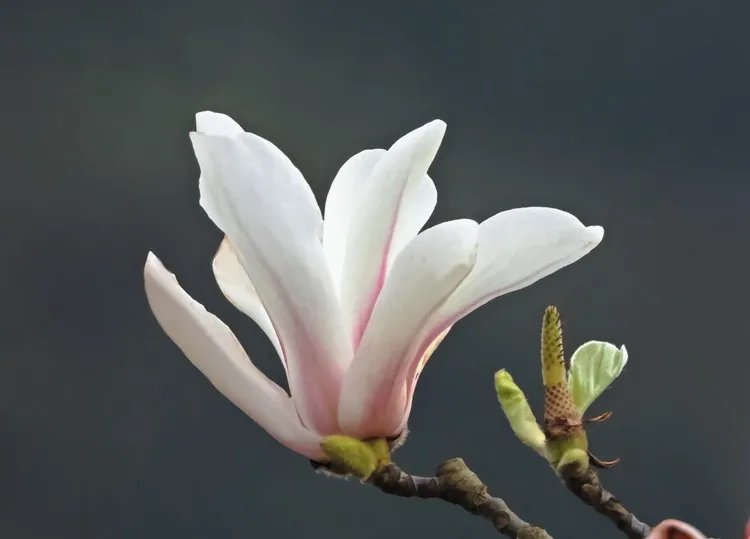 玉兰花的功效与作用