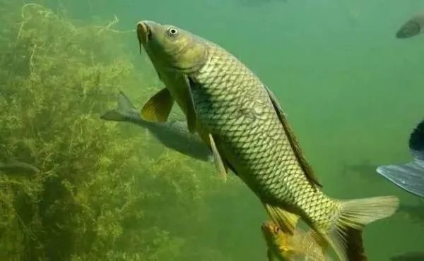 鲤鱼为什么无故死亡？