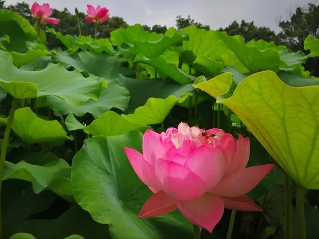 谁的微博粉丝最多？