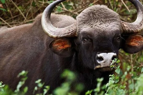 世界十大最高的哺乳动物排名 河马仅第十,长颈鹿