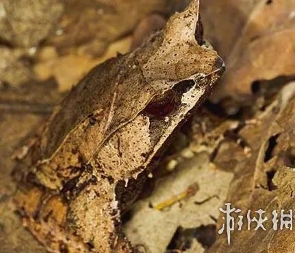 巨蛇伪装成莲蓬头吓死宝宝了！动物界的15大